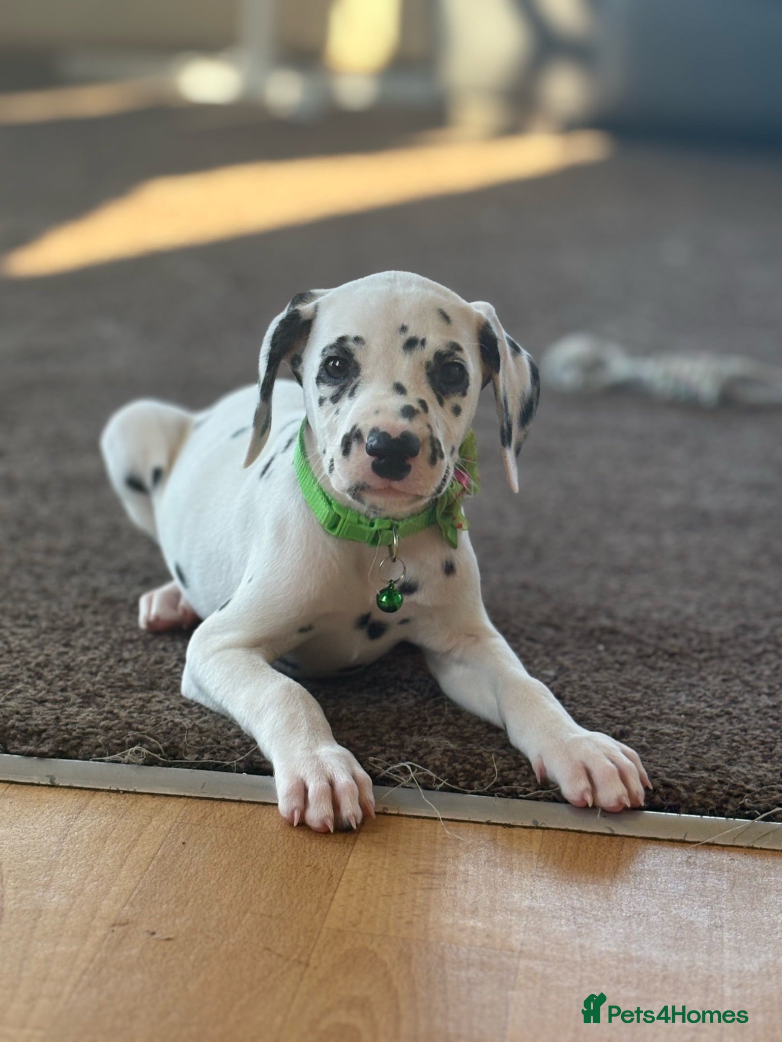 Dalmatian dogs Beautiful Dalmatian puppies ready to reserve  - Advert 1