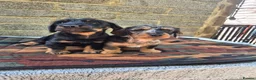 Dachshund dogs for sale: 2 beautiful puppies - Advert 2