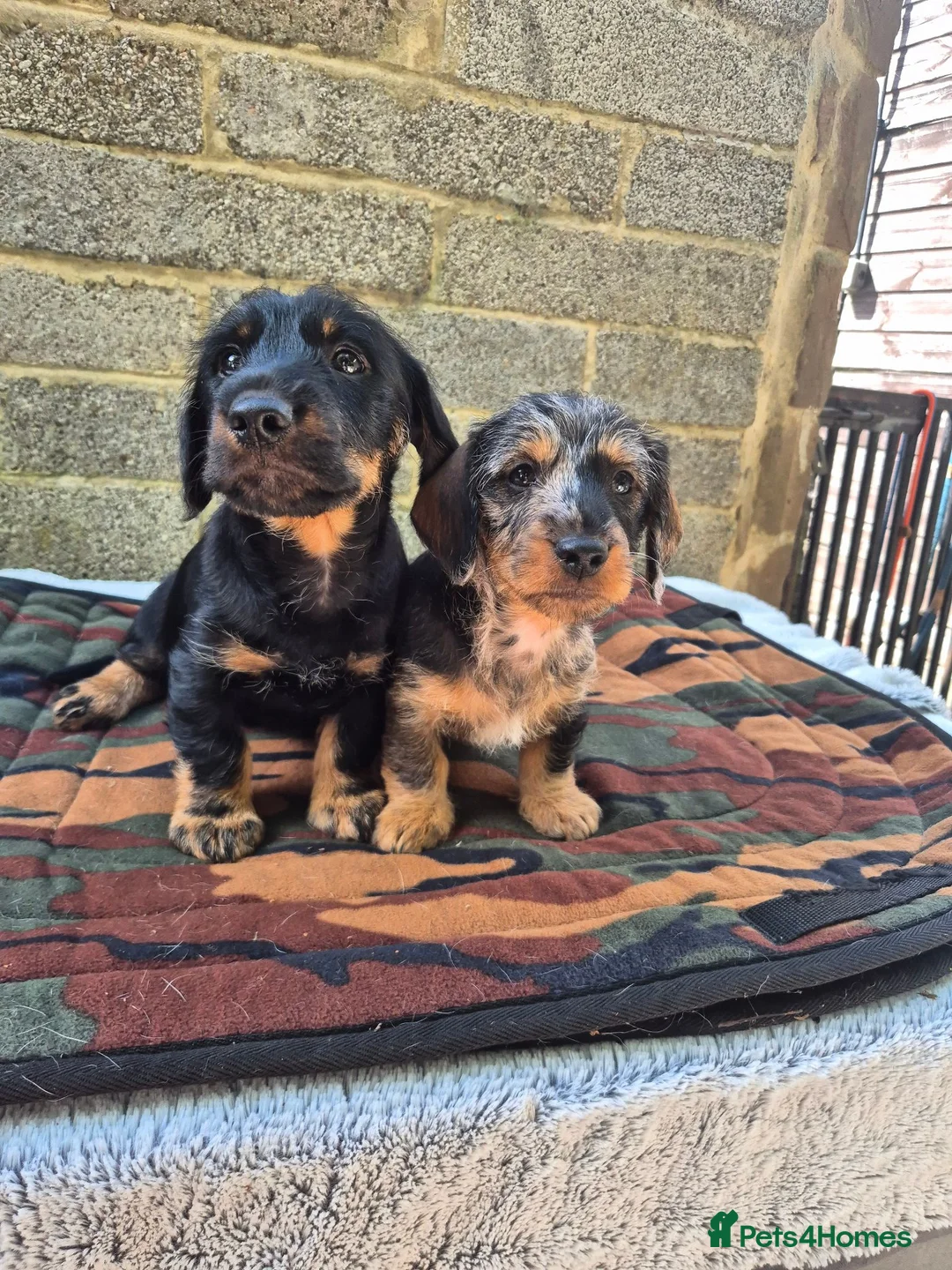 Dachshund dogs for sale: 2 beautiful puppies - Advert 2