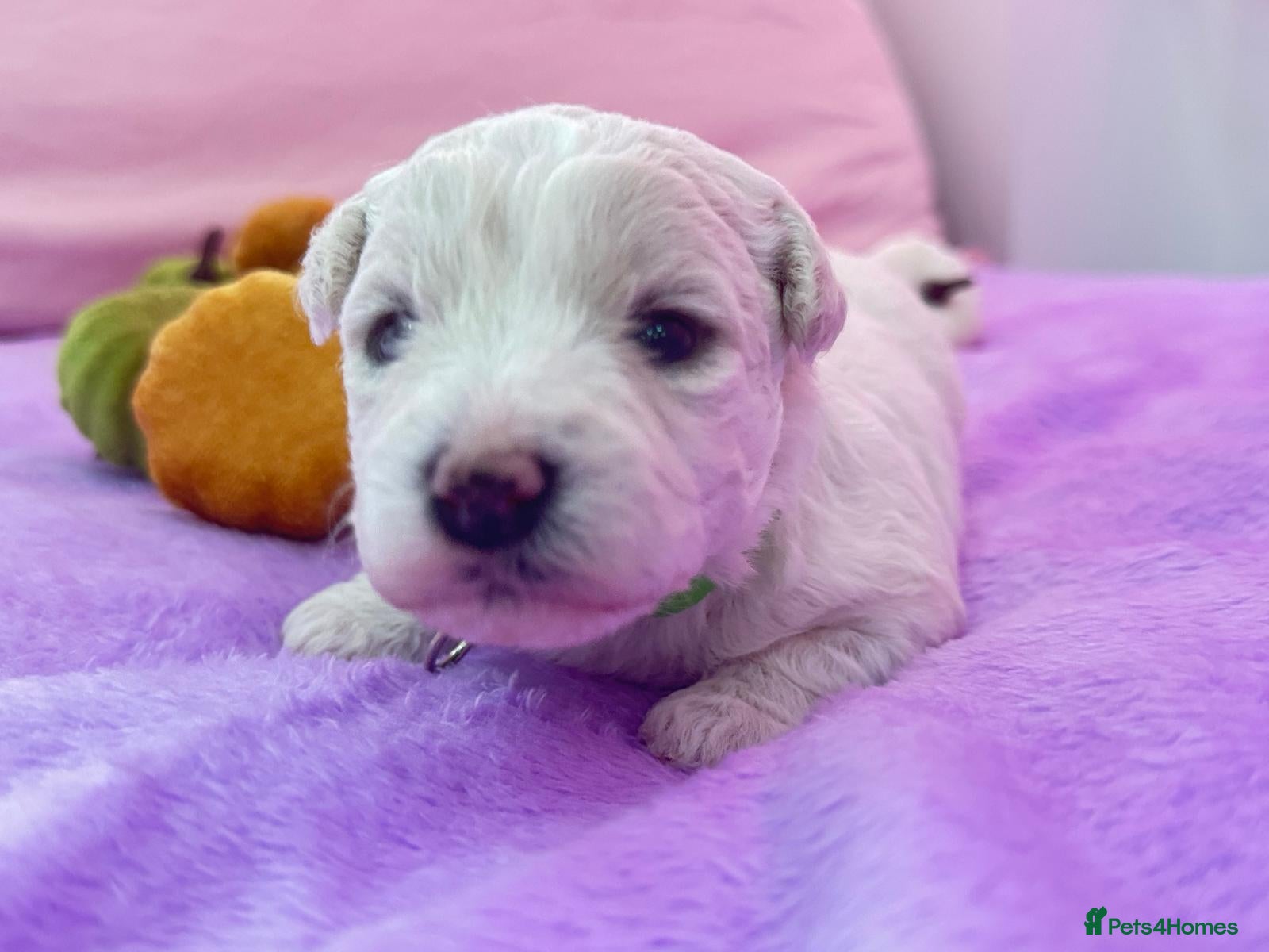 Bichon Frise dogs for sale:  💗KC BICHON FRISE PUPPIES – CHAMPION BLOODLINES💗 - Advert 2