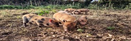 Pig livestock for sale: Minature Pigs (7/8 Juliana) - Advert 7