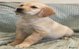Golden Retriever dogs for sale: Quality Litter Of KC Reg Golden Retriever Puppies  - Image 24
