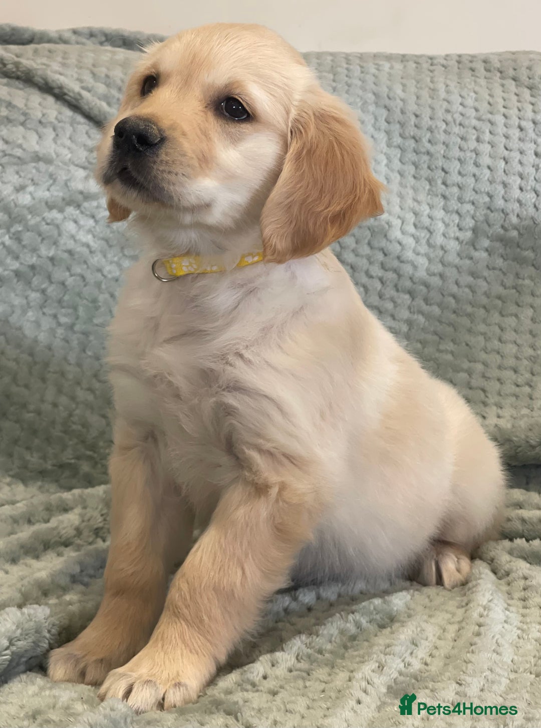 Golden Retriever dogs for sale: Quality Litter Of KC Reg Golden Retriever Puppies  - Image 24