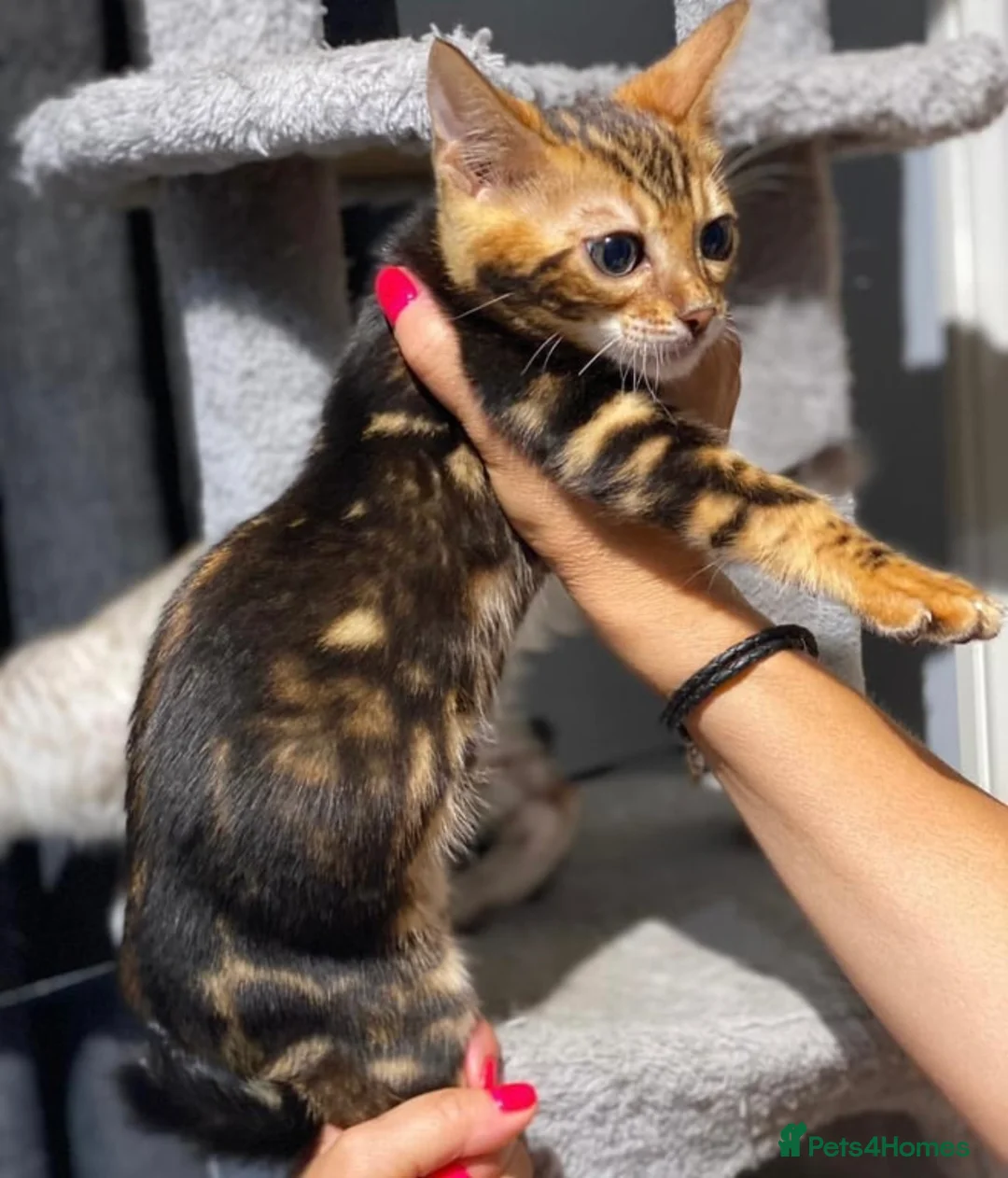 Bengal cats for sale: Top quality pure breed marble Bengal kitten  - Advert 3