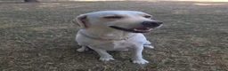 Labrador Retriever dogs for sale: Maggies beautiful pups, only 1 boy left 🤎 - Advert 4