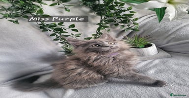 Maine Coon cats Beautiful Maine Coons  - Advert 4