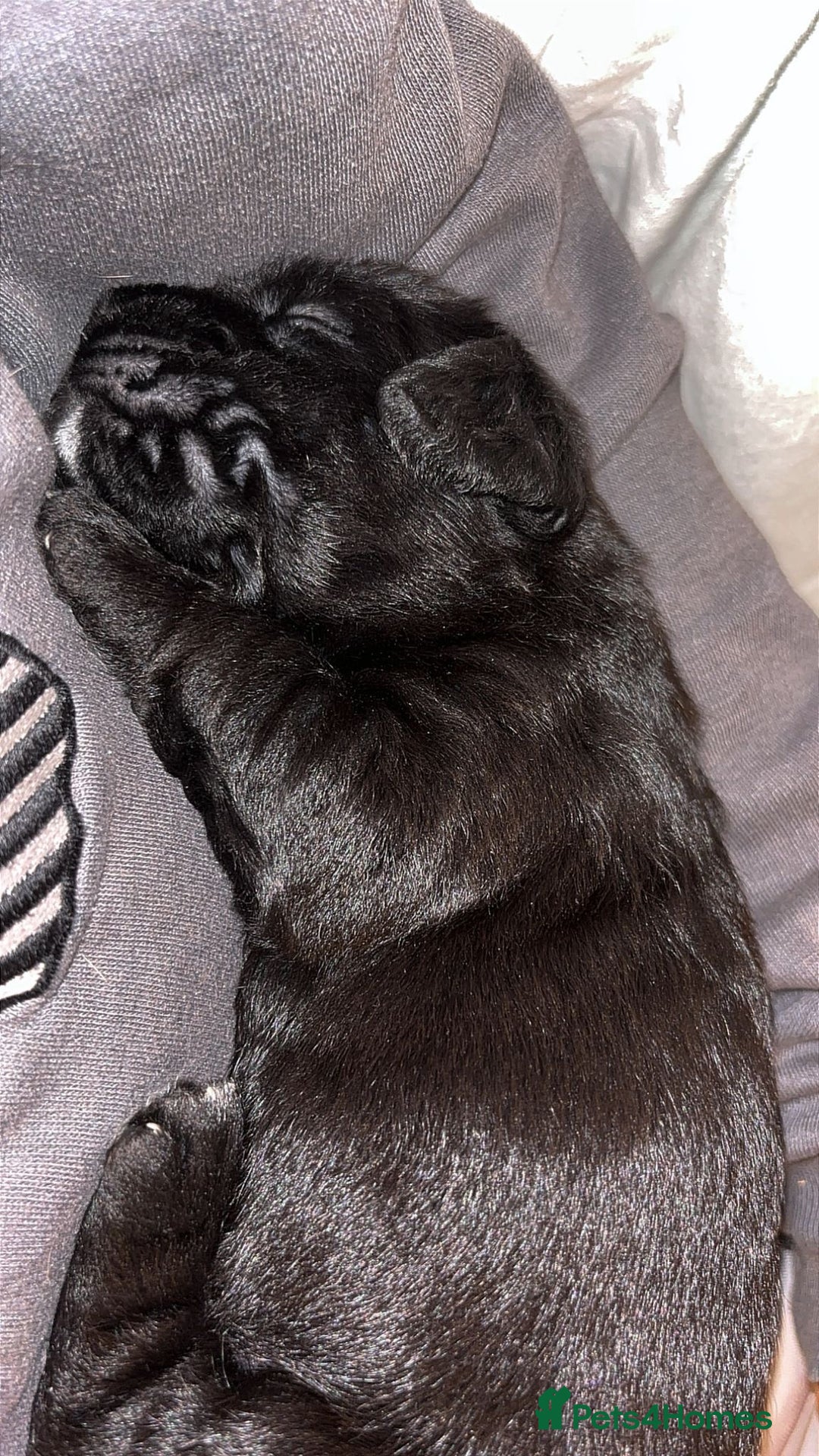 American Bully dogs for sale: RARE FLUFFY POCKET BULLIES - Image 15