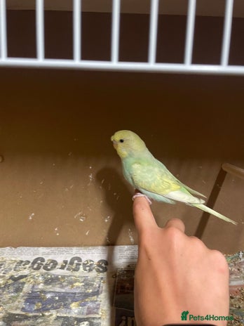 Budgerigars birds - Advert 11