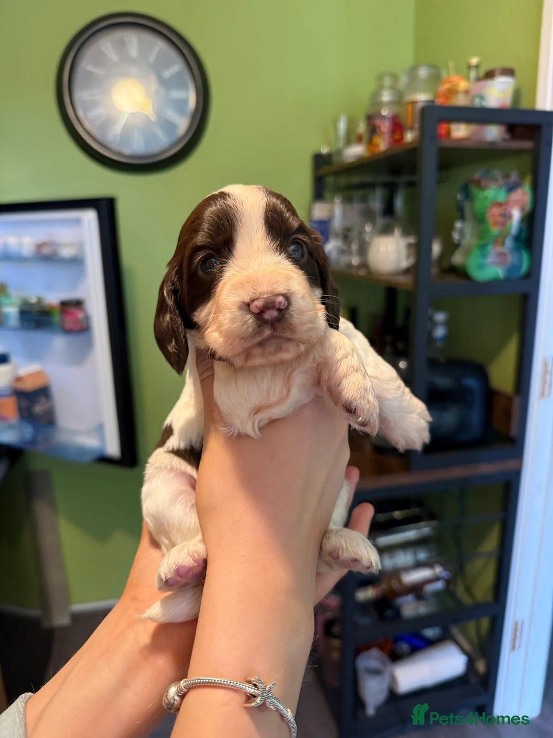 Cocker Spaniel dogs for sale: Cocker spaniel puppies for sale  - Advert 18