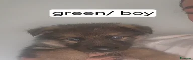 German Shepherd green