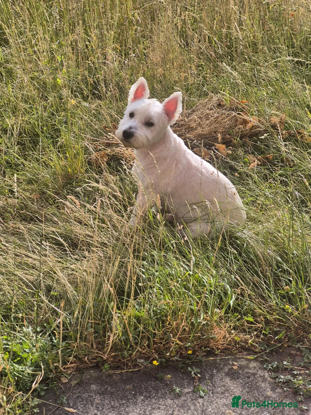 West Highland Terrier dogs for sale: Male westy  in Chesterfield - Advert 1