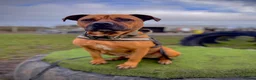Mastiff dogs for adoption: Brutus - Mastiff (43 kgs) - Advert 3
