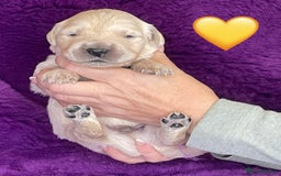 Golden Retriever dogs for sale: KC Reg Cream Boys from health tested parents.  - Image 12