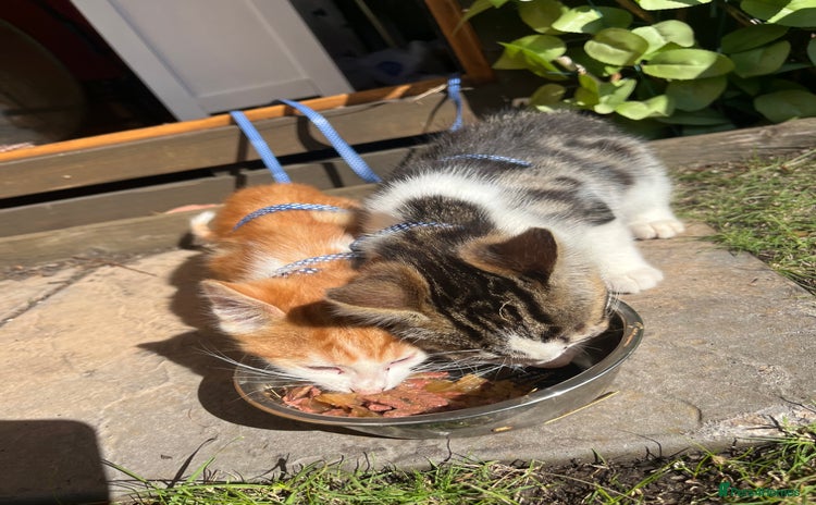 Mixed Breed cats - Advert 14