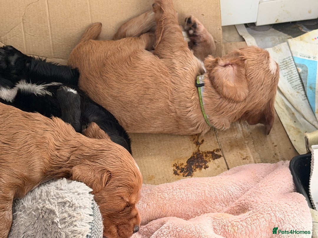 Cocker Spaniel dogs for sale: Working cocker spaniels  - Advert 3