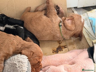 Cocker Spaniel Puppy 2