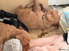 Cocker Spaniel dogs Working cocker spaniels - Advert 6