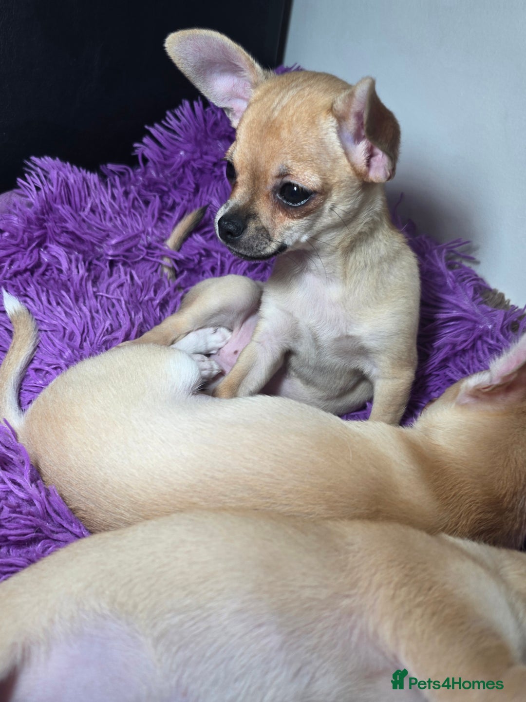 Chihuahua dogs for sale: CHIHUAHUA Girls Ready To Go - Advert 5