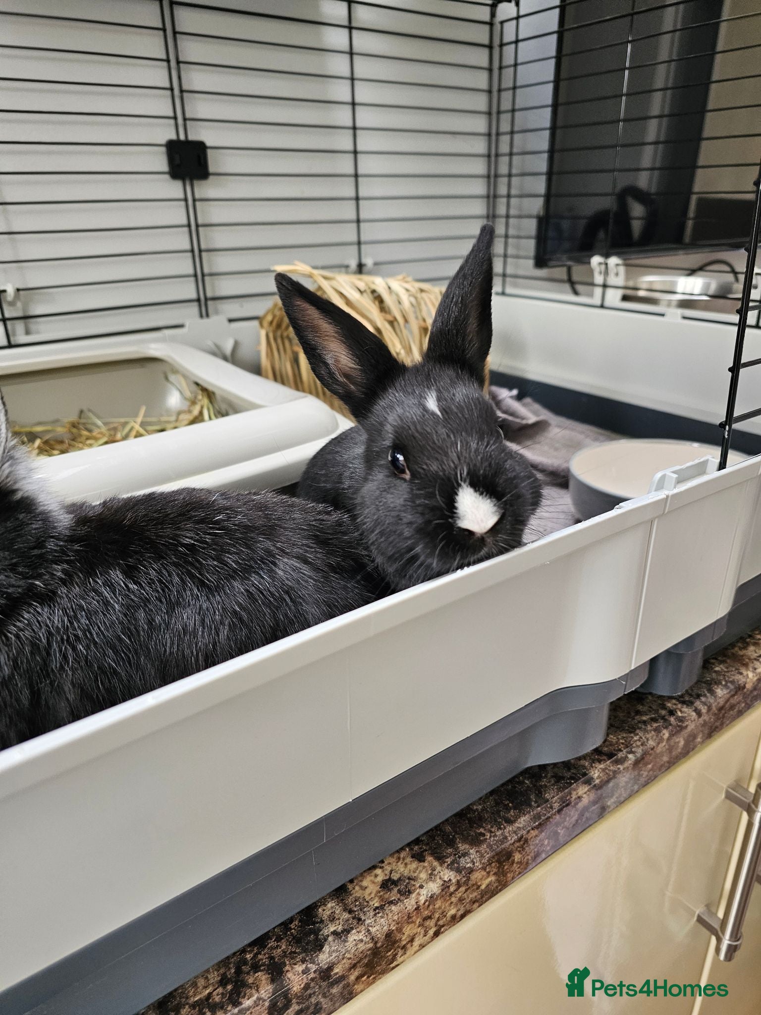 Netherland Dwarf rabbits Purebred Netherland Dwarf Doe - Advert 1
