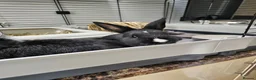 Netherland Dwarf rabbits for sale: Purebred Netherland Dwarf Doe - Advert 2