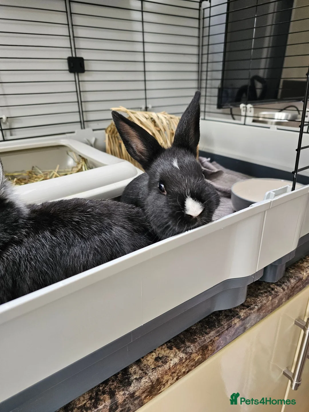 Netherland Dwarf rabbits for sale: Purebred Netherland Dwarf Doe - Advert 2