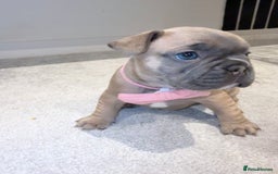 French Bulldog dogs for sale: Beautiful Boy Frenchie Puppy - Image 10