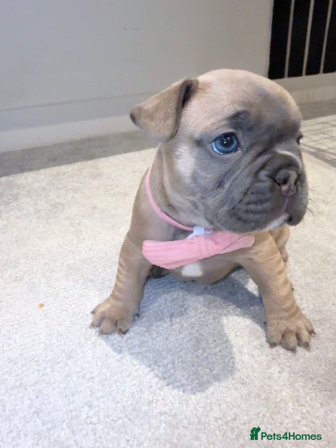French Bulldog dogs for sale: Beautiful Boy Frenchie Puppy - Image 10