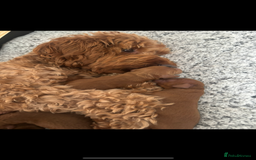 Cockapoo dogs for sale: Beautiful deep red f1b cockapoos  - Image 16