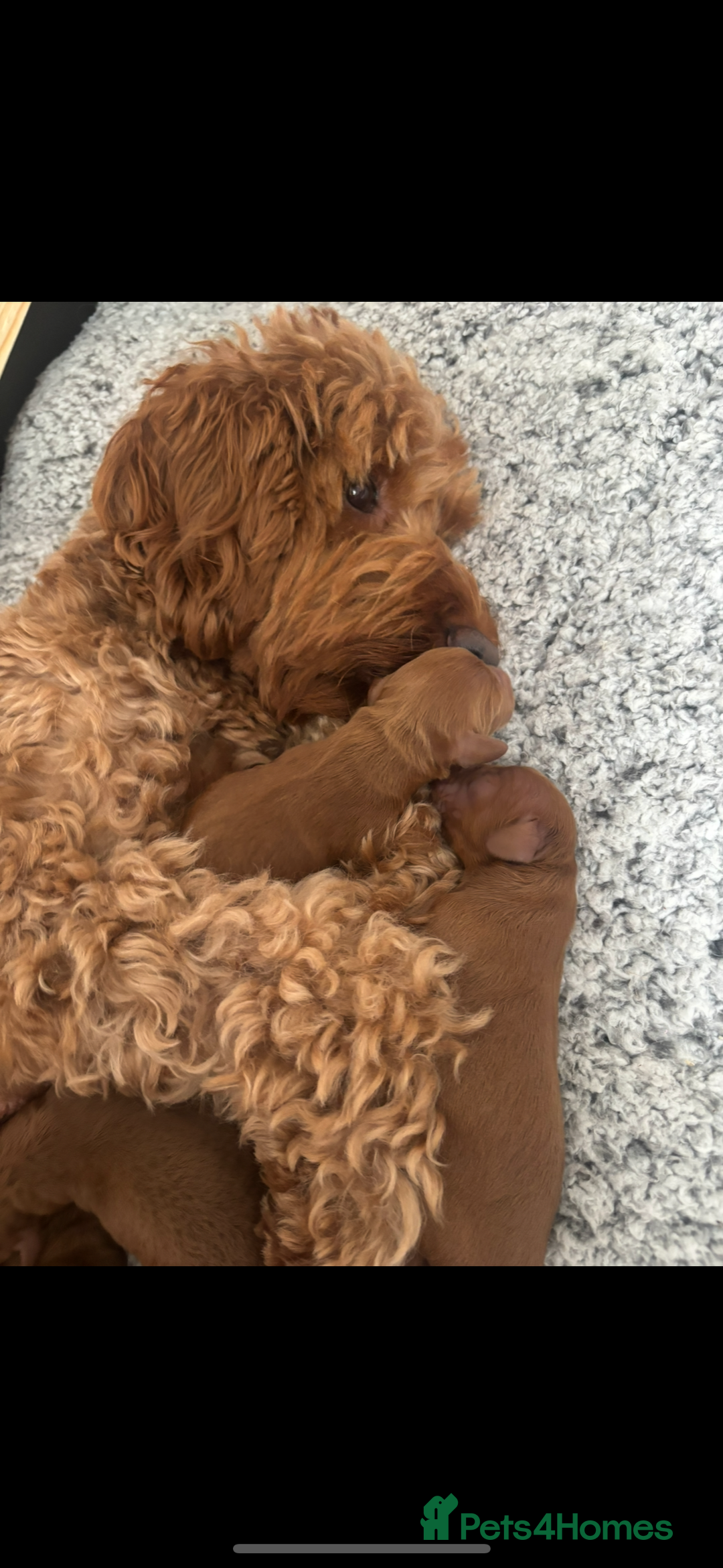 Cockapoo dogs for sale: Beautiful deep red f1b cockapoos  - Image 16