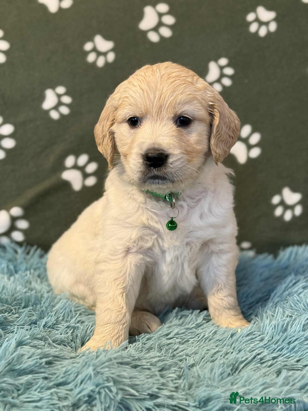 Golden Retriever dogs for sale: Stunning health tested Golden Retriever Puppies  - Advert 7