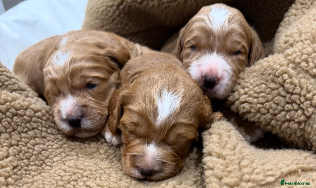 Cockapoo dogs for sale: Fox red F1 cockapoos  - Advert 9