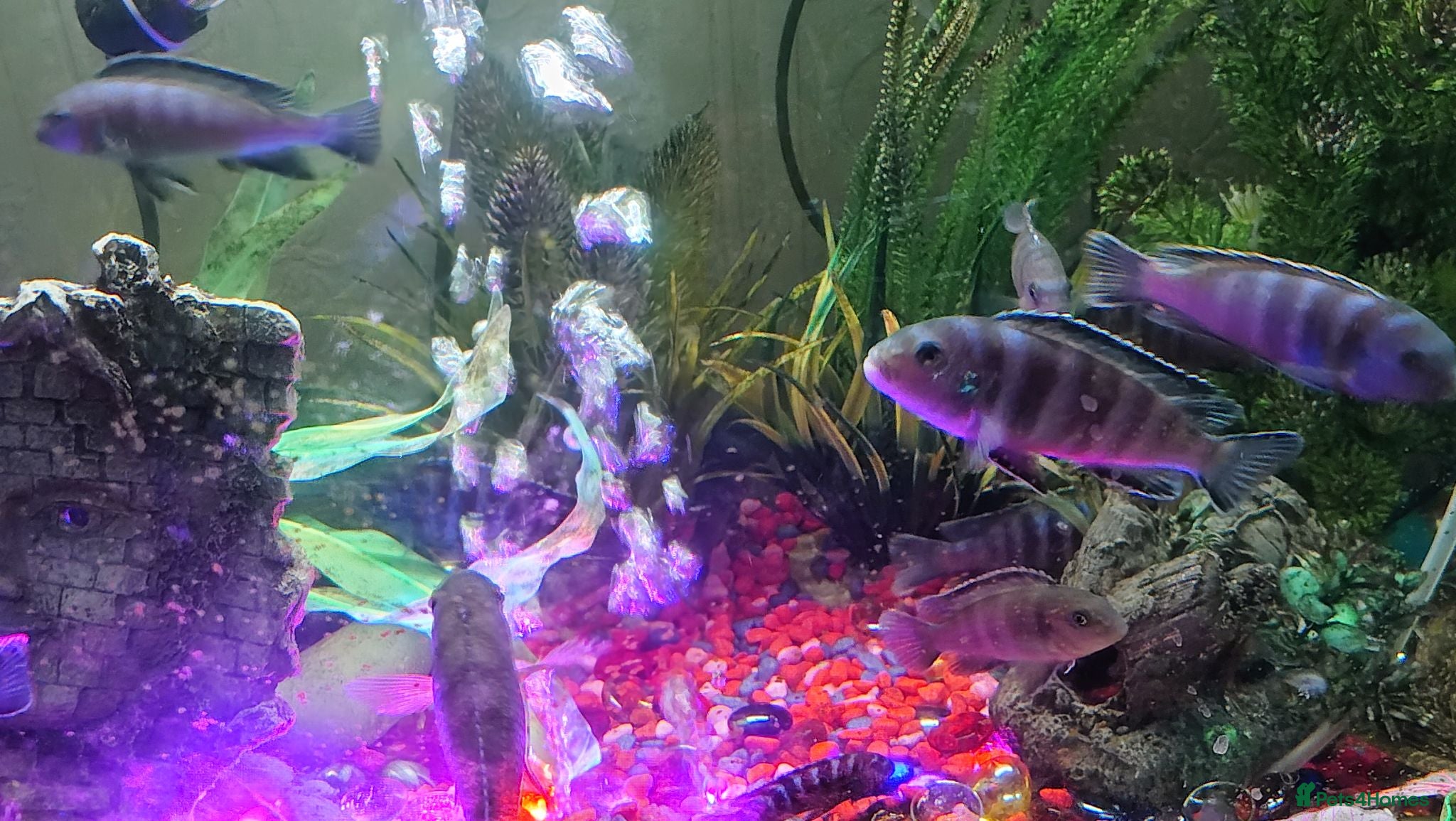 Cichlids fish 5 for £15 Demasoni Cichlids - Advert 6