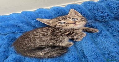 American Shorthair cats - Advert 8