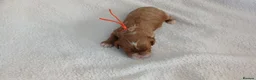 Cavapoo dogs for sale: F1 CAVAPOO PUPPIES  in Stevenage - Advert 39