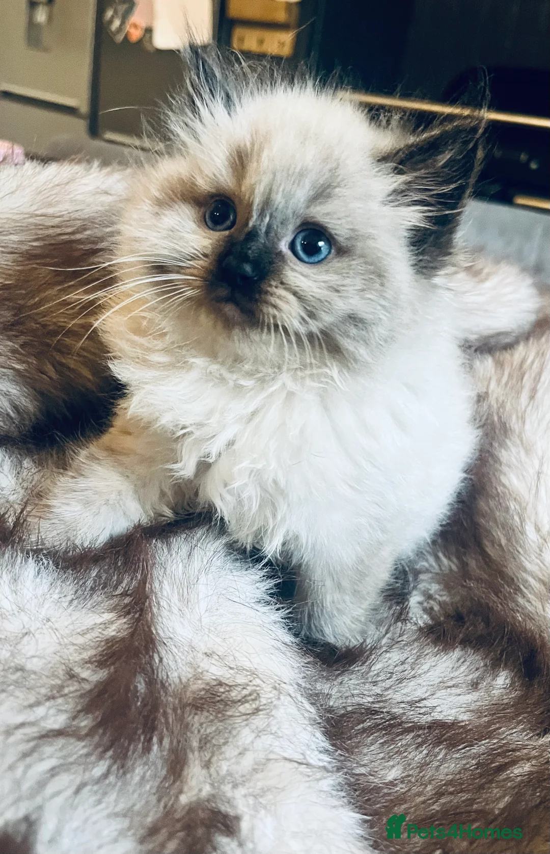 Ragdoll cats for sale: Beautiful ragdoll babies  - Advert 6