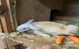 Mini Lop rabbits for sale: Mini lops babies  - Image 3