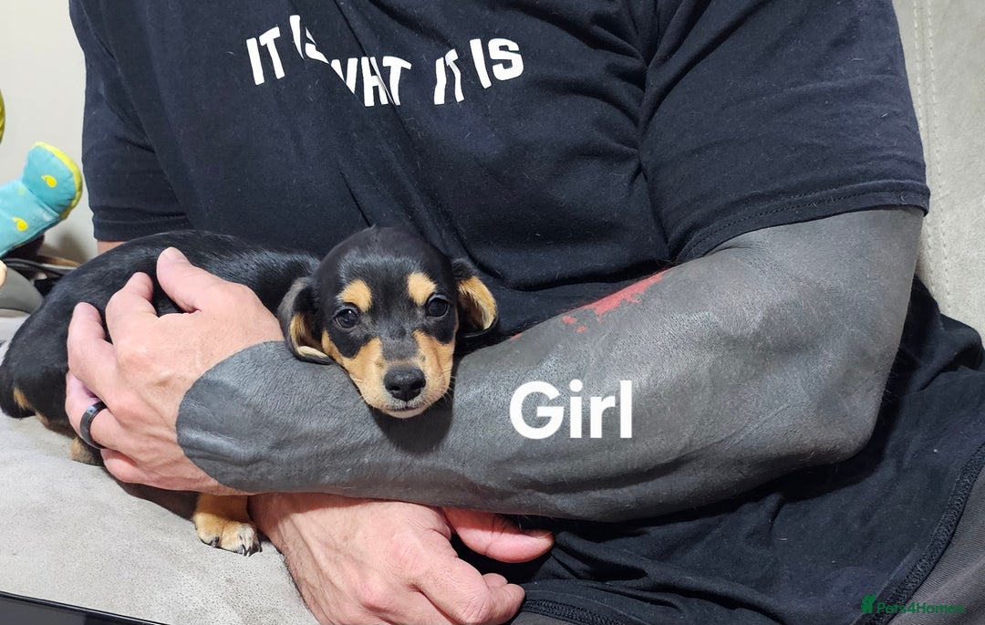 Miniature Dachshund dogs for sale: Ready boy or girl Black and tan smooth Dachshund's - Image 10