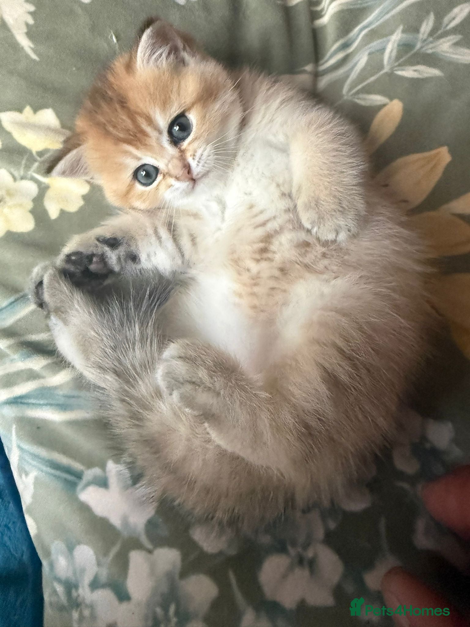 Scottish Fold cats  Kittens Ready for Their Forever Homes - Advert 2