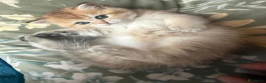 Scottish Fold 5