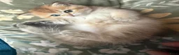 Scottish Fold cats for sale:  Kittens Ready for Their Forever Homes - Advert 2