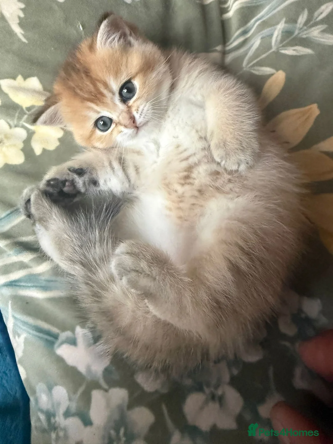 Scottish Fold cats for sale:  Kittens Ready for Their Forever Homes - Advert 2