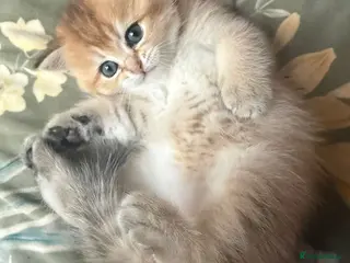 Scottish Fold cats Kittens Ready for Their Forever Homes - Advert 2