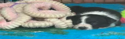 Border Collie dogs for sale: Fully Health Tested Border Collie Puppy For Sale in Coleford - Advert 4