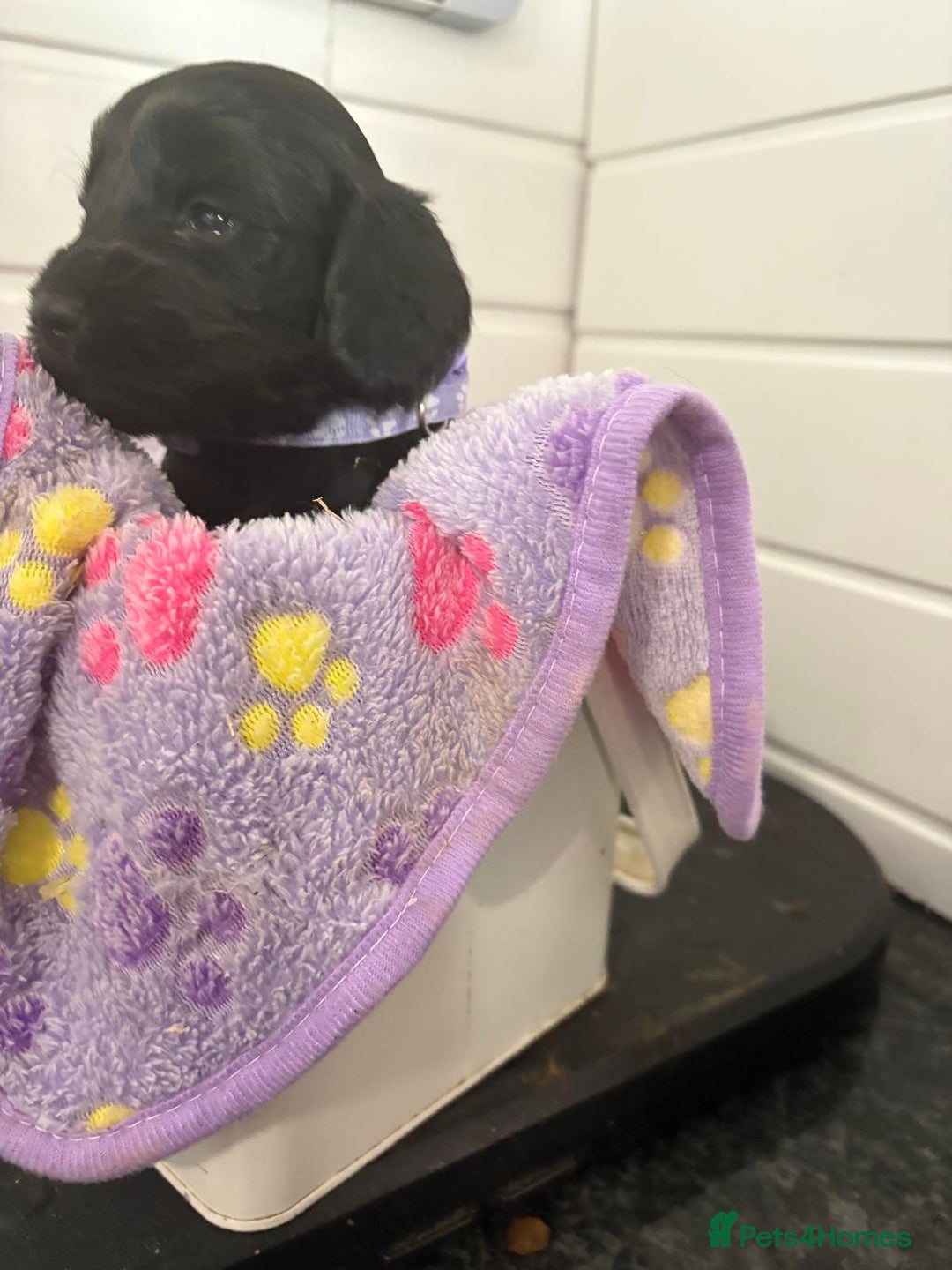 Cockapoo dogs for sale: 5 cockapoo puppy ready 13nov  - Image 29