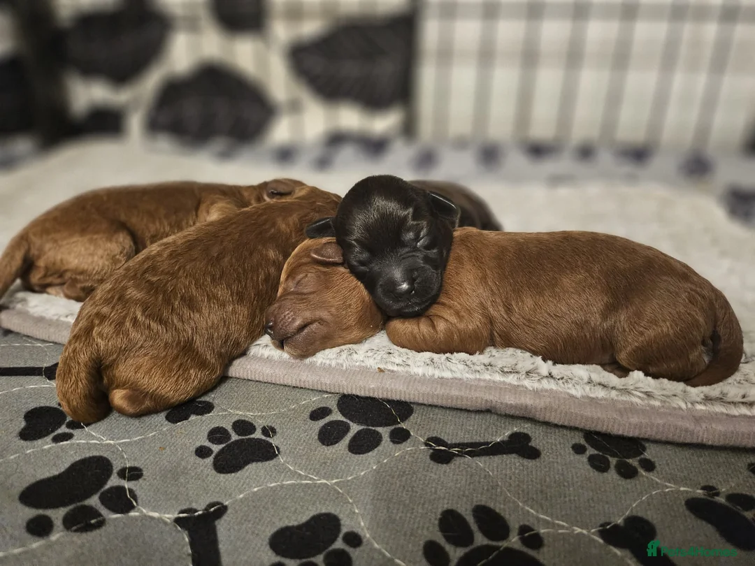 Mixed Breed dogs for sale: F1B Cockapoo Puppies – KC Toy Poodle Sired in Halifax - Advert 13