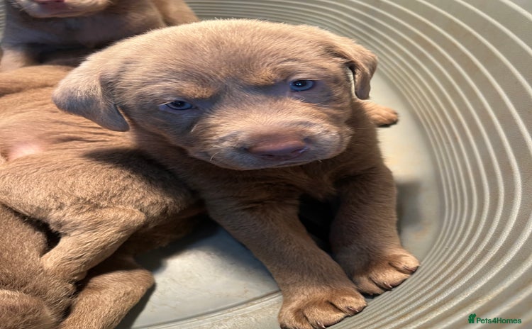 Labrador Retriever dogs - Advert 7