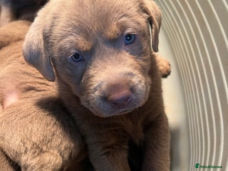 Labrador Retriever dogs - Advert 1