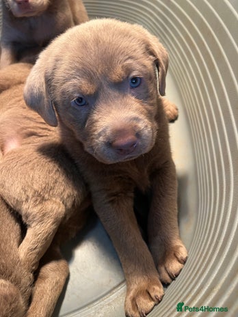 Labrador Retriever dogs - Advert 4