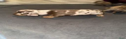 Miniature Dachshund dogs for sale: Miniature Dachshund puppies in Derby - Advert 3