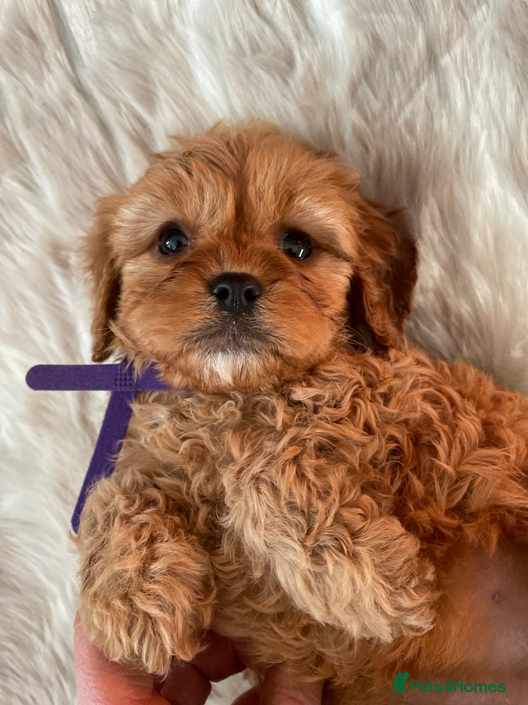 Cavapoo dogs for sale: Gorgeous Cavapoo Puppies - Advert 2
